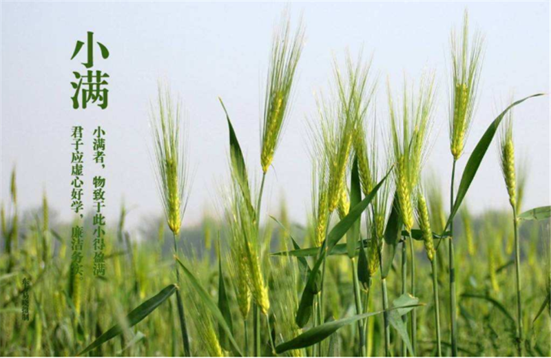 什么是二十四節氣“小滿”它的習俗又是什么？